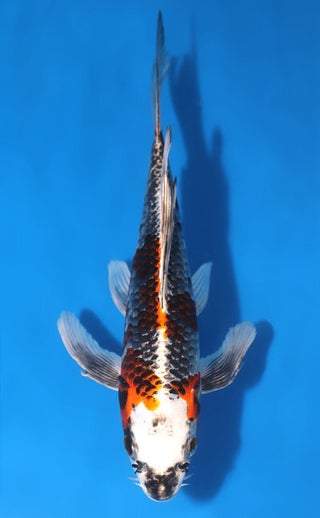 iwantkoi.com - Imported Koi Fish and Affordable Products For Ponds 