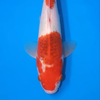 iwantkoi.com - Imported Koi Fish and Affordable Products For Ponds 
